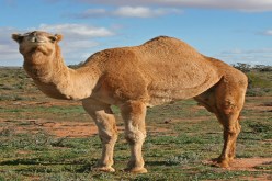 الإبل العربية وحيدة السنام مصدر فيروس كورونا في السعودية