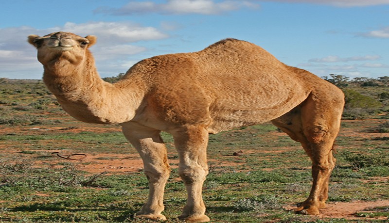 الإبل العربية وحيدة السنام مصدر فيروس كورونا في السعودية