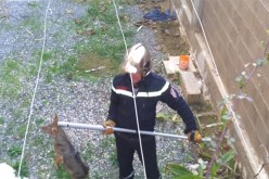 الحماية المدنية تنقذ ذئبا عالقا داخل بيت مهجور في ڤالمة