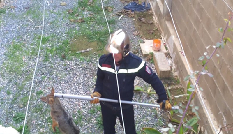 الحماية المدنية تنقذ ذئبا عالقا داخل بيت مهجور في ڤالمة