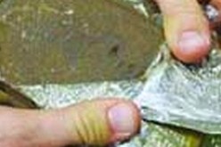 عضو بفرقة ''تورينو ميلانو'' متهـم بالمتاجرة في المخدرات