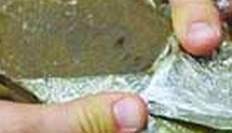عضو بفرقة ''تورينو ميلانو'' متهـم بالمتاجرة في المخدرات