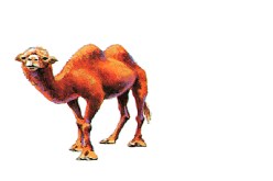 موّال جزائري‮ ‬يقطع‮ ‬500‮ ‬كيلومتر على متن جمل من الأراضي‮ ‬النيجرية وصولا إلى تمنراست من أجل الانتخاب