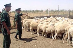 مجهولون يسطون على 30 رأس غنم بمشتة السبيخية في فرجيوة بميلة