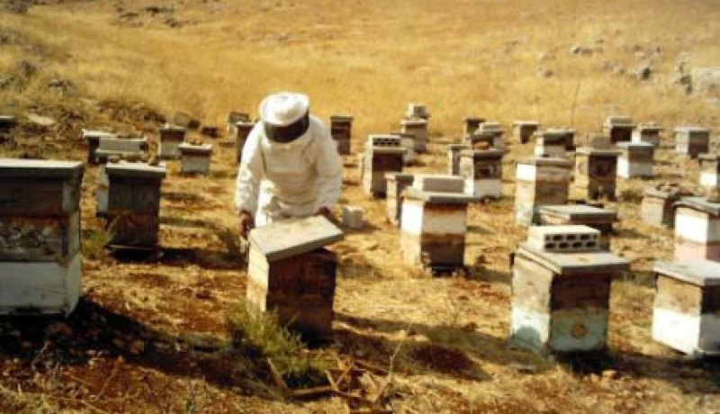 حريق‮ ‬يأتي‮ ‬على 86 ‬خلية نحل في‮ ‬تلاغ‮ ‬في‮ ‬سيدي‮ ‬بلعباس
