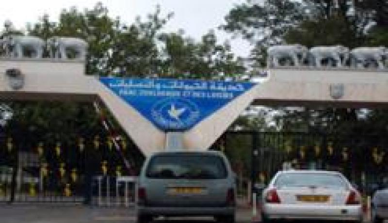 مجهولون يسرقون غزالا ويقتلون أنثاه في حديقة الحيوانات ببن عكنون