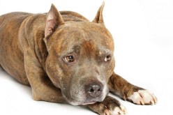 7 كلاب ضالّة تفترس طفلة وتجرّها 500 متر في منصورة بتلمسان