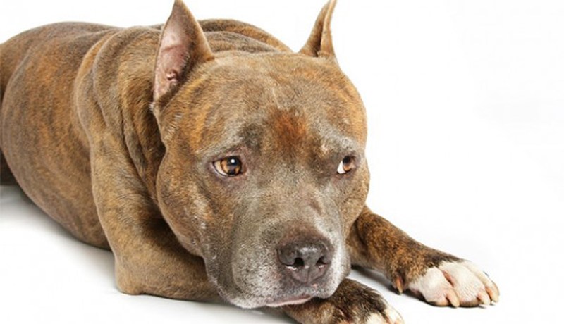 7 كلاب ضالّة تفترس طفلة وتجرّها 500 متر في منصورة بتلمسان