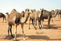 نائب وزير داخليـة القذافي هرّب 500 رأس إبل إلى النيجر