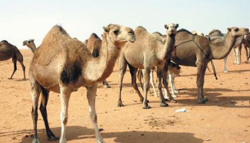 نائب وزير داخليـة القذافي هرّب 500 رأس إبل إلى النيجر