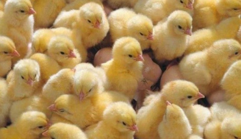 حريق مهول يتسبب في نفوق 3500 كتكوت بمستغانم