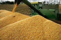 الجزائر تستورد 700 ألف طن من القمح شهري أكتوبر ونوفمبر