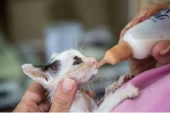 القبض على سيدة جوعت قطط وبط في حظيرتها حتى الموت