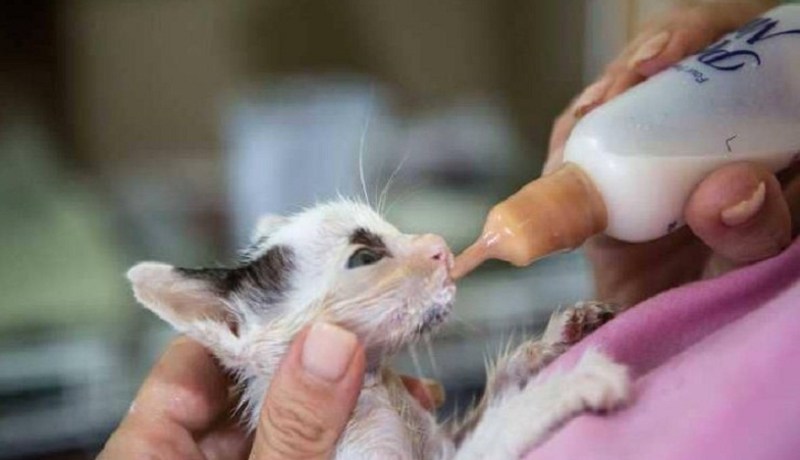 القبض على سيدة جوعت قطط وبط في حظيرتها حتى الموت