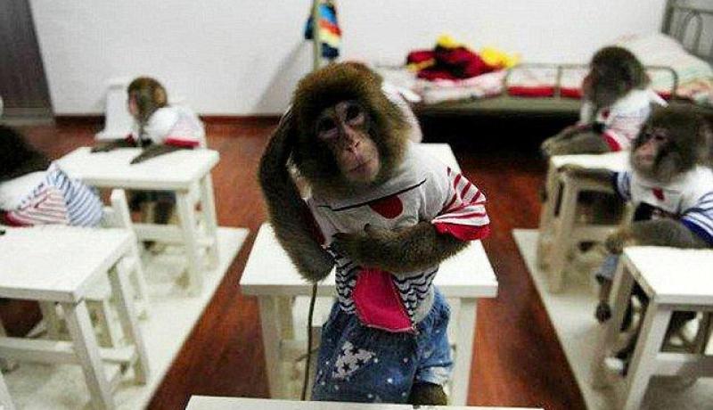 الصين تفتح أول مدرسة تعليمية للقردة