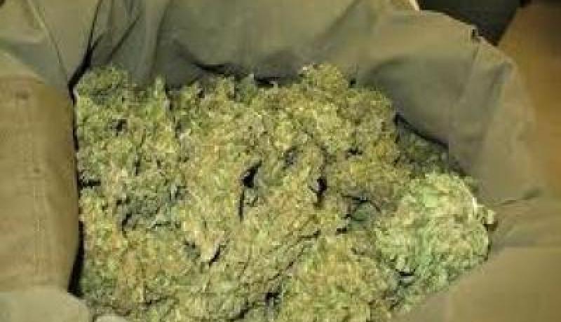 حجز 31 قنطارا من القنب الهندي قادمة من المغرب بتلمسان