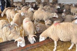 مدير المصالح البيطرية بوزارة الفلاحة ينفي انتقال عدوى الحمى القلاعية إلى الأغنام