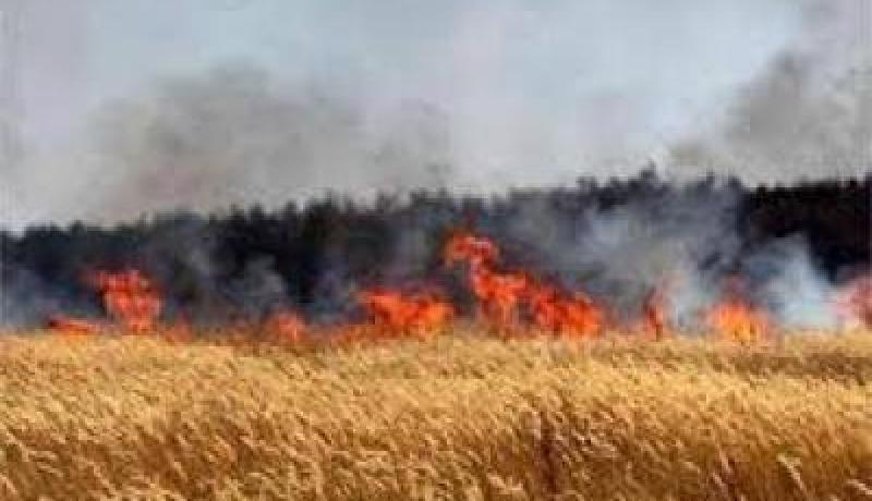 الحرائق تتلف حوالي 119 هكتار من المحاصيل الزراعية والغابات منذ مطلع يونيو الأخير بسطيف