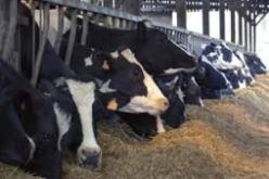 وزارة الفلاحة تعلن أن مرض الحمى القلاعية مس 14 ولاية