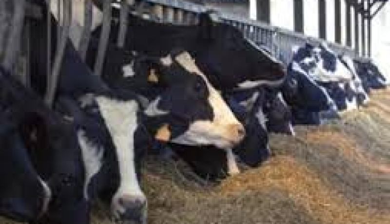 وزارة الفلاحة تعلن أن مرض الحمى القلاعية مس 14 ولاية