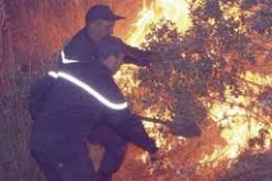 الحرائق تتلف حوالي 30 هكتارا من المساحات الغابية بمستغانم