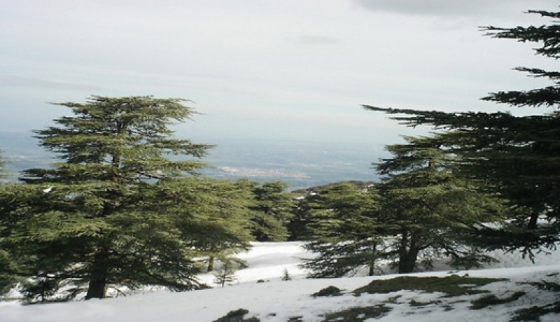 برنامج غرس 50 هكتارا من أشجار الأرز بمنطقة “غلاي” بالبليدة