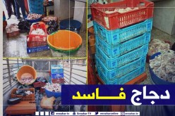 الشلف: الشرطة تحجز 4 قناطير من الدجاج الفاسد