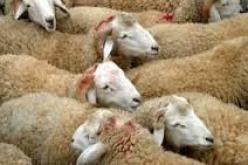 بالفيديو مصيبة تحدث في بلاد المسلمين