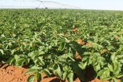 العثور على ثاني شخص مقتولا قرب مزرعة بطريق عين يوسف في تلمسان