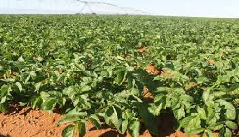 العثور على ثاني شخص مقتولا قرب مزرعة بطريق عين يوسف في تلمسان