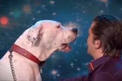 بالفيديو كلبة تبهر جمهور برنامج اكتشاف المواهب البلجيكي