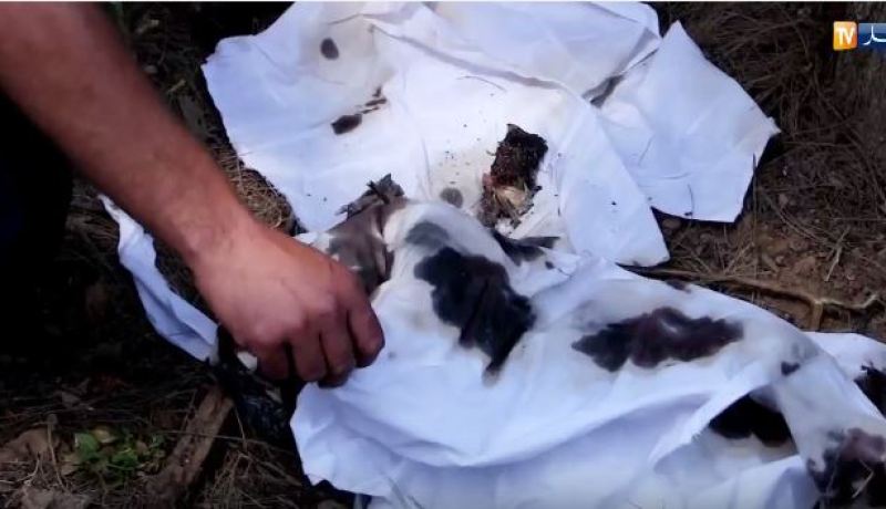 بالفيديو.. هذا ما عثر عليه في مقبرة الشهداء في البليدة