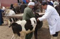 ولاية سطيف تشرع في تعويض مربي الأبقار المتضررين بفعل الحمى القلاعية