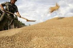 بيع البذور المعتمدة يبلغ ذروته هذه السنة