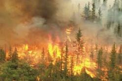 الحرائق تلتهم أكثر من 900 هكتار من الغطاء النباتي بجيجل