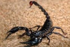 تسجيل 258 حالة تسمم عقربي منذ مطلع السنة بإيليزي