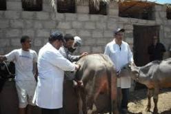 اكتشاف ثلاثة بؤر للحمى القلاعية في البليدة