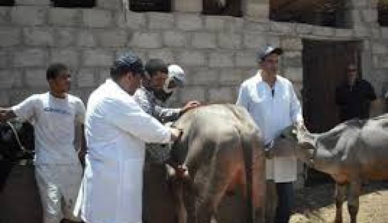 اكتشاف ثلاثة بؤر للحمى القلاعية في البليدة