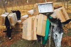 حجز 18 قنطار كيف معالج قادمة من المغرب على متن قافلة حمير بتلمسان