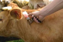 الحمى القلاعية: استعمال 93 بالمائة من كمية اللقاحات الموزعة بالمدية