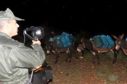 منع نقل الحمير و امتلاكها بدون رخصة قرب الشريط الحدودي في تلمسان