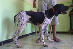 إحباط إدخال 10 كلاب صيد قادمة من اسبانيا بميناء وهران