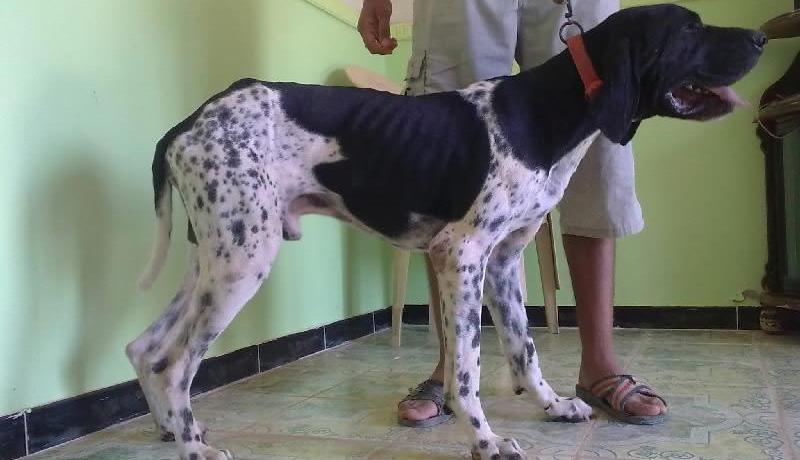 إحباط إدخال 10 كلاب صيد قادمة من اسبانيا بميناء وهران