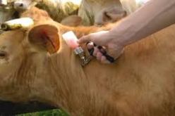 استلام 9 آلاف جرعة لقاح المضاد للحمى القلاعية في باتنة