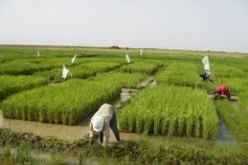 مختصون يدعون إلى ضرورة انتاج بذور قاعدية للزراعات الاستراتيجية ضمانا للأمن الغذائي