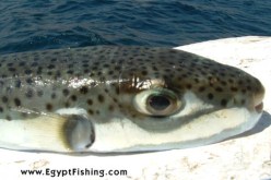 مسؤولون يحذرون من صيد وإستهلاك السمك الأرنب