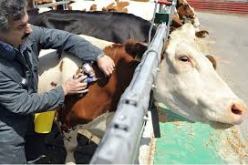 تلقيح 2000 رأس من الأبقار ضد وباء الحمى القلاعية بأم البواقي