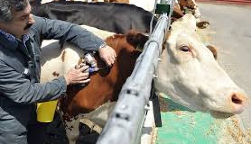 تلقيح 2000 رأس من الأبقار ضد وباء الحمى القلاعية بأم البواقي