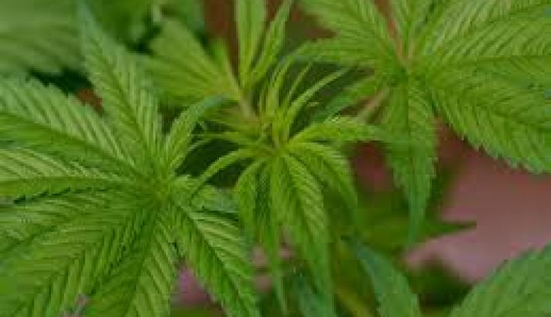 حجز أزيد من 200 طن من القنب الهندي في الجزائر سنة 2013
