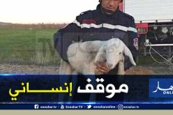 تبسة.. انقاذ خروف من الموت المحقق سقط في بئر عمقه 20 مترا بالعقلة